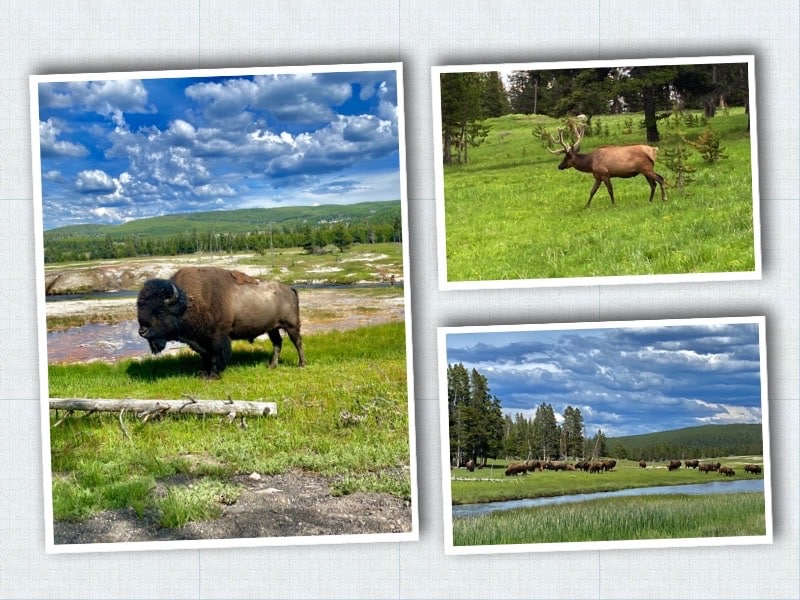 Fauna Yellowstone