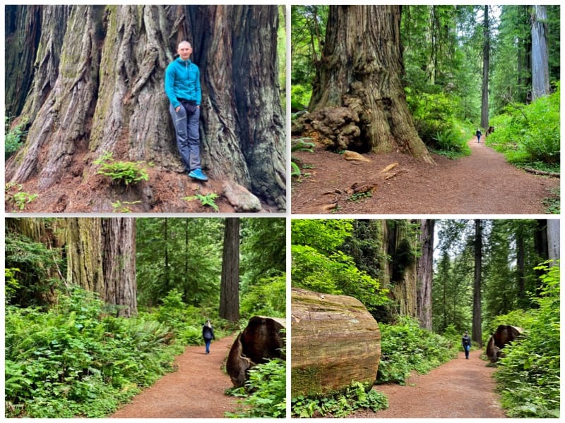 Sekwoje w Parku Stanowym Redwoods, California