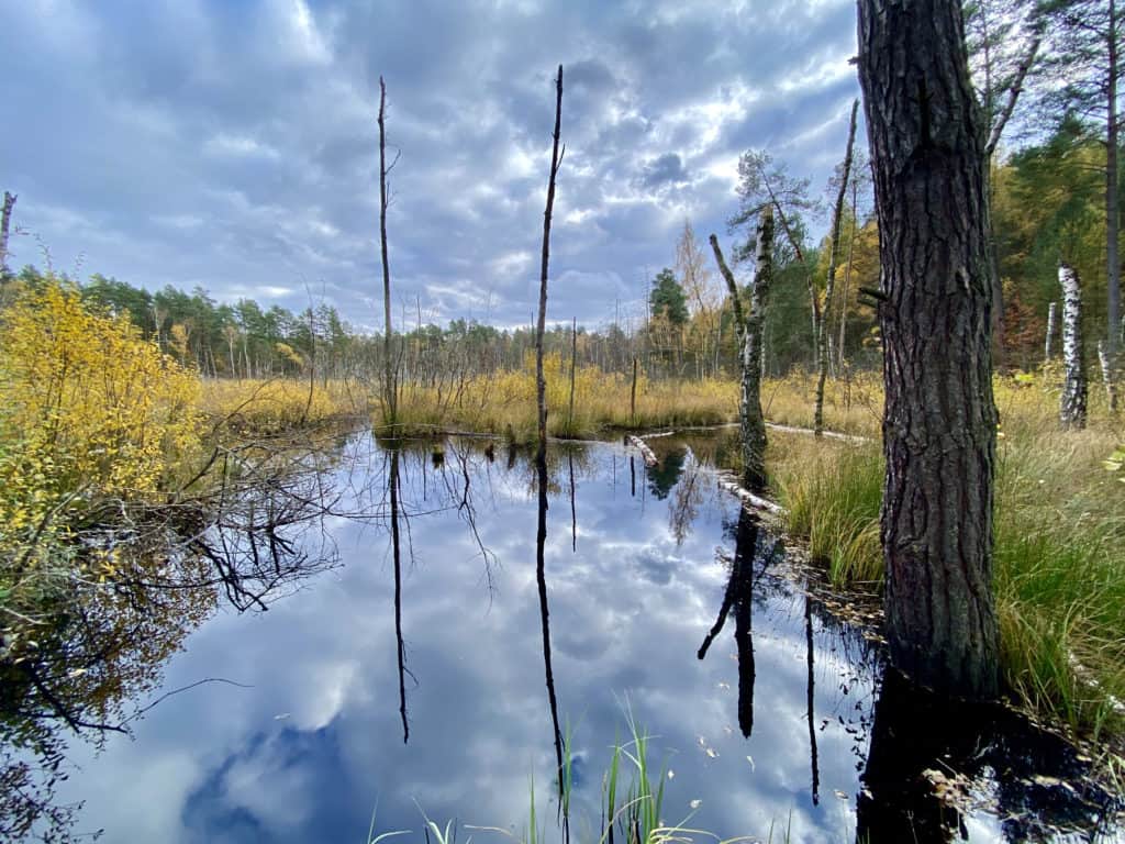 Torfowiska ścieżki przyrodniczo-dydaktycznej Kobyle Jezioro. Roztocze 